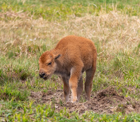 Small cute bison calf standing on meadow pasture