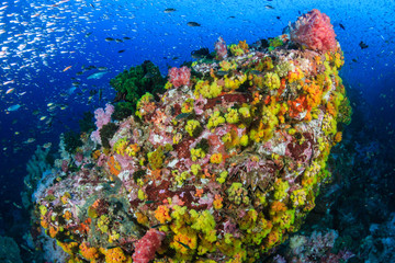 Fototapeta na wymiar Beautiful hard and soft corals surrounded by tropical fish on a colorful, healthy tropical reef in Thailand