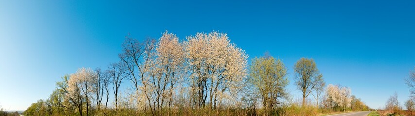 Super wide panorama. Cherry trees- It grows and blooms with pink flowers on a warm sunny day near a country road. Europe, Ukraine