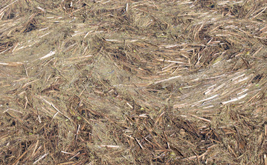 Plant residues in a dutch ditch