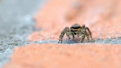 Jumping spider Marpissa muscosa, selective focus