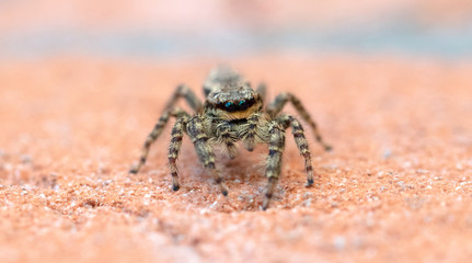 Jumping spider Marpissa muscosa, selective focus