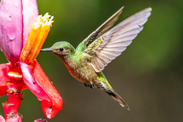 Blue hummingbird Violet Sabrewing flying next to beautiful red flower. Tinny bird fly in jungle. Wildlife in tropic Costa Rica. Two bird sucking nectar from bloom in the forest. Bird behaviour