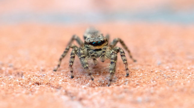 Jumping spider Marpissa muscosa, selective focus