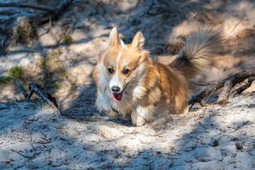 welsh corgi pembroke dog runs along forest sand trails
