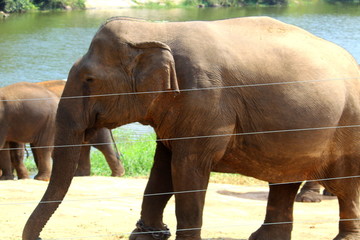elephant in the zoo