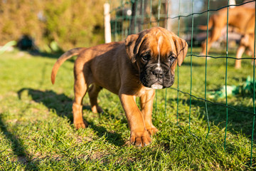 Adorable boxer puppy stepping forward towards the camera