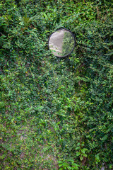 mirror on the leaves