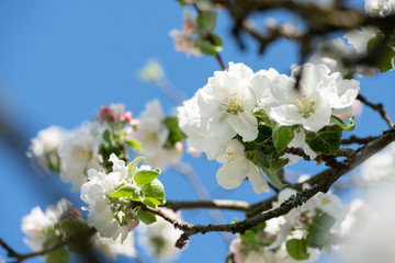 üppige Blütenpracht beim Apfelbaum im Frühjahr, weiße und  rosa  Blüten mit Blütenorgane vor blauem Himmel