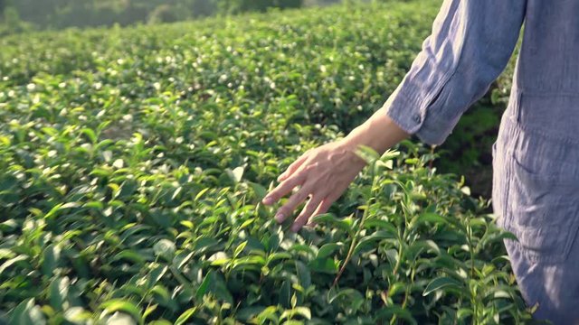 4K Rear view of young Asian woman in blue dress walking on the tea plantation farm field in summer. Woman girl hand touching and stroking green tea tree plant leaves under sunlight in fresh morning.