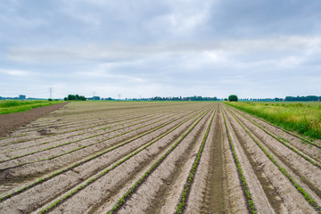 agriculture in the Netherlands