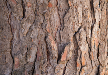 tree bark, the texture of a light large tree. The concept of visual natural beauty used in various industries and design.