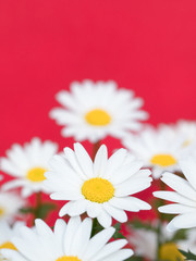 Obraz premium ノースポールの花