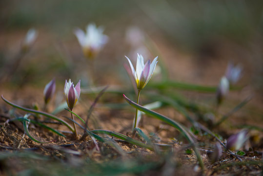 Wild tulip Tulipa Biflora in spring steppe