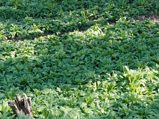 (Allium ursinum) Tapis d'ail des ours avant floraison aux grandes feuilles vertes dans un sous-bois ombrag&eacute; de For&ecirc;t-Noire en Allemagne