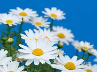 ノースポールの花