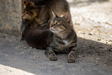 Cat on the asphalt road.