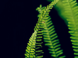 green fern leaf on black background