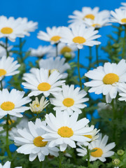 Obraz premium ノースポールの花