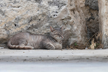 Sleeping Cat on the asphalt road.