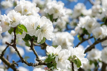 üppige Blütenpracht beim Apfelbaum im Frühjahr, weiße und  rosa  Blüten mit Blütenorgane vor blauem Himmel