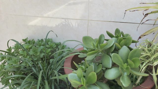 Close up look of the green colored house plant succulent in the sunny day. Leaf of the Phedimus aizoon or phedimus aizoon in spring outdoor.