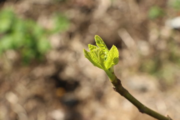 무화과 나무 새순 무화과잎