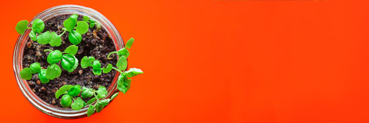 basil, young plant green seedlings, microgreens Menu concept. food background. top view copy space for text keto or paleo diets