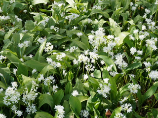 (Allium ursinum) Tapis vert d'ail des ours, plante condiment, aux ombelles de fleurs blanches prêt pour la récolte 