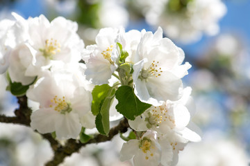 üppige Blütenpracht beim Apfelbaum im Frühjahr, weiße und  rosa  Blüten mit Blütenorgane vor blauem Himmel