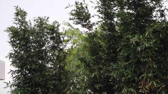 Bamboo trees moving because of the weather