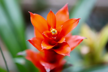 Obraz premium グズマニア