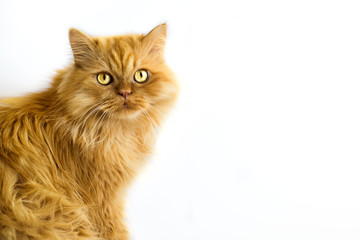 Red persian cat isolated on white background with copy space for text. Domestic cat. Vaccination and sterilization concept. Coronavirus covid-2019 dangerous for cats. Cats day. Friend in house.
