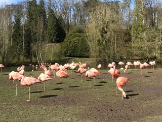 group of flamingos