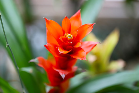 グズマニア Images Browse 45 Stock Photos Vectors And Video Adobe Stock