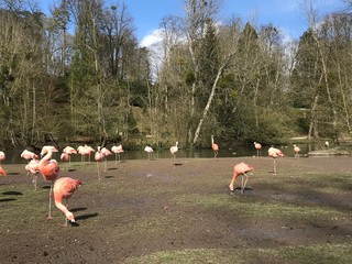 group of flamingos
