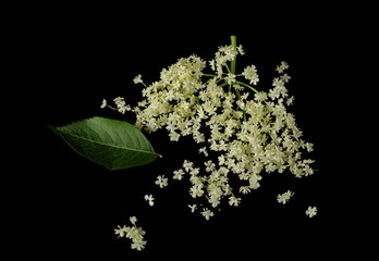 Elder, elderberry plant with young flowers isolated on black background