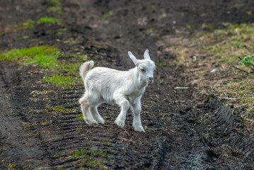 A young baby goat walks in the open.