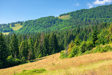 Fototapeta na wymiar grassy meadows of mountainous scenery in summer. idyllic mountain landscape on a sunny day. beech and spruce forests around