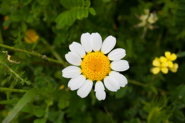 Obraz premium Margaritas floreciendo en primavera