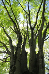 公園の芽吹きの欅と青空