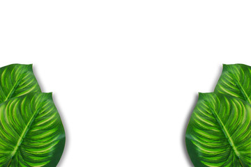 Monstera leaves on white background. Top view concept.Beautiful leaves that are popularly grown indoors or in the room to decorate.