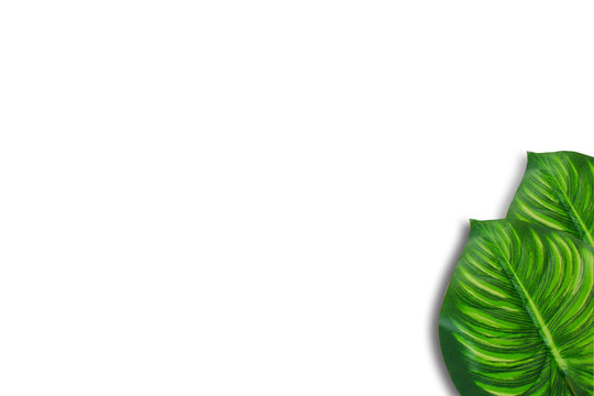Monstera leaves on white background. Top view concept.Beautiful leaves that are popularly grown indoors or in the room to decorate.