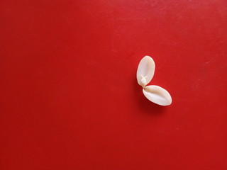 White peanut grain splitting into cotyledons on a red background