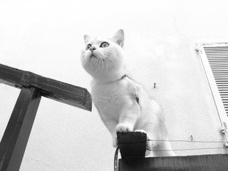 Gatto che passeggia sui filari 
