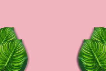 Monstera leaves on pink background. Top view concept.Beautiful leaves that are popularly grown indoors or in the room to decorate.