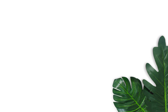 Monstera leaves on white background. Top view concept.Beautiful leaves that are popularly grown indoors or in the room to decorate.