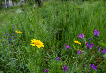 Fototapeta premium violet and yellow flowers background