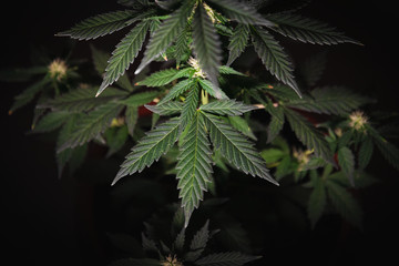 cannabis leaf indica close-up on a bush on a black background