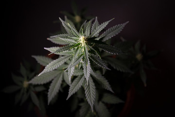 hemp plant top with blooming bud on a black background